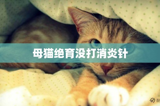 母猫绝育没打消炎针